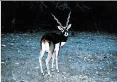 BLack Buck